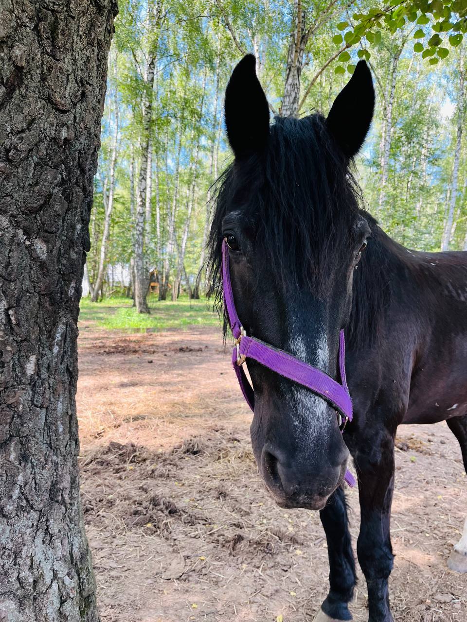 Глэмпинг Ёжик в тумане