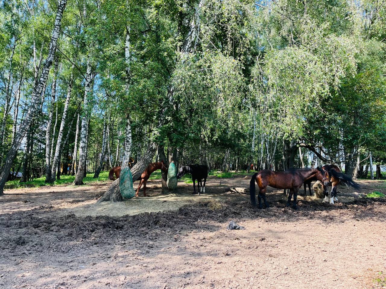 Глэмпинг Ёжик в тумане