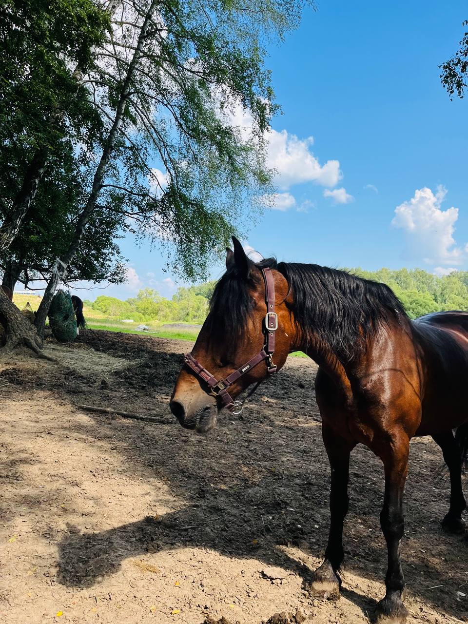 Глэмпинг Ёжик в тумане